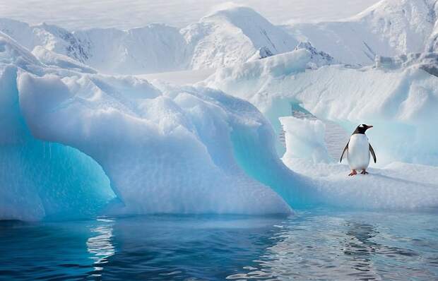 Невероятно очаровательные пингвины от фотографа, влюбленного в Антарктику Антарктика, животные, жизнь животных, забавно, пингвины, птицы, фото, фотограф