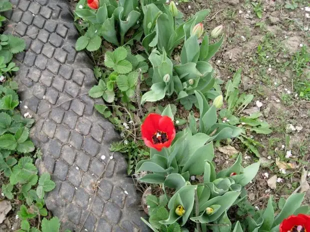 Поделки из шин — интересные и креативные идеи украшения сада и участка