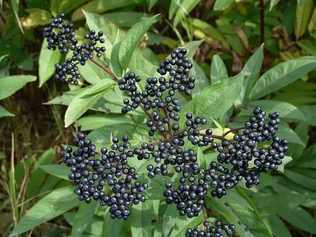 Бузина чёрная (700x525, 143Kb)