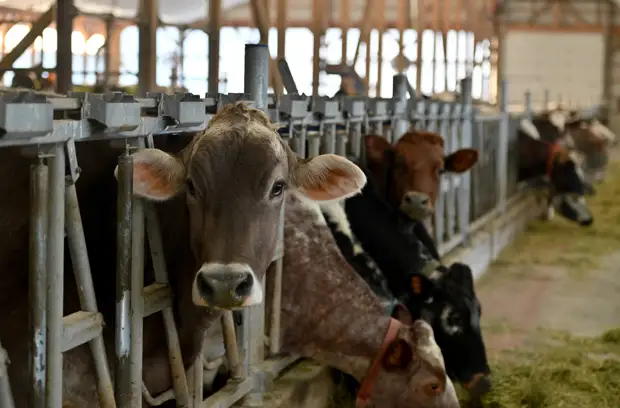 «Переход на новый промышленный уклад»: член-корреспондент РАН — о развитии генных технологий в России