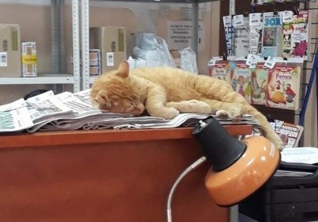 В отделение почты Старой Московки устроился «работать» кот, которого назвали Рыжим в мире, животные, кошка, милота, омск, почта, флешмоб