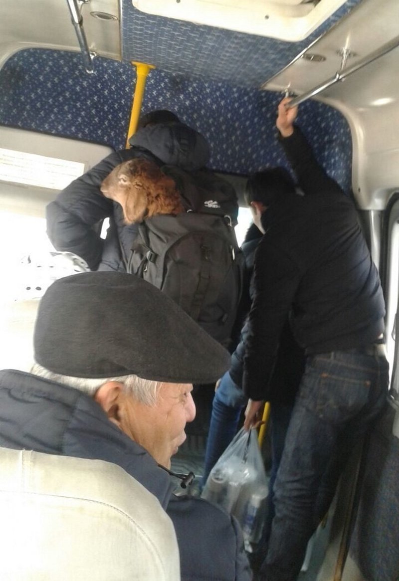 Не только люди катаются в автобусах Не только люди катаются в автобусах
