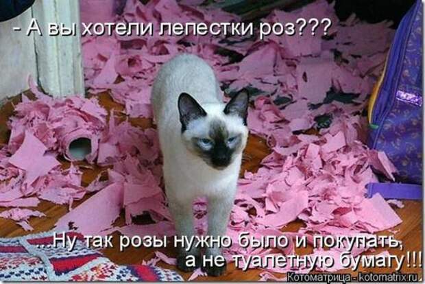 Котоматрицы (картинки с надписями)