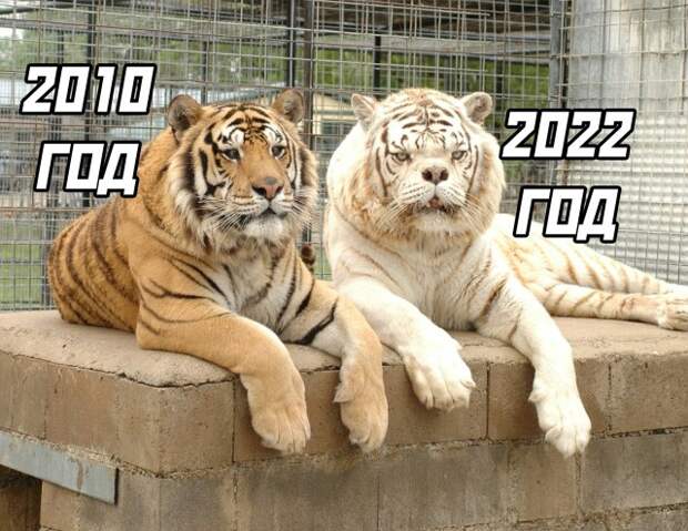 Смешные картинки 4 января 2022 года