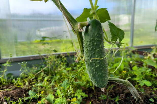 Зимние огурцы и помидоры: кому их можно есть, а кому они противопоказаны