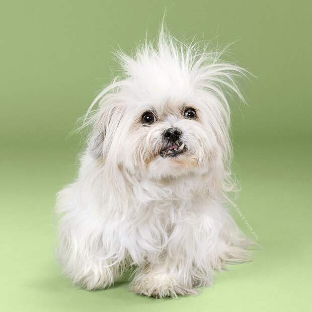 Собаки до и после стрижки