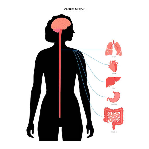 Bigpicture.ru vagus nerve diagram