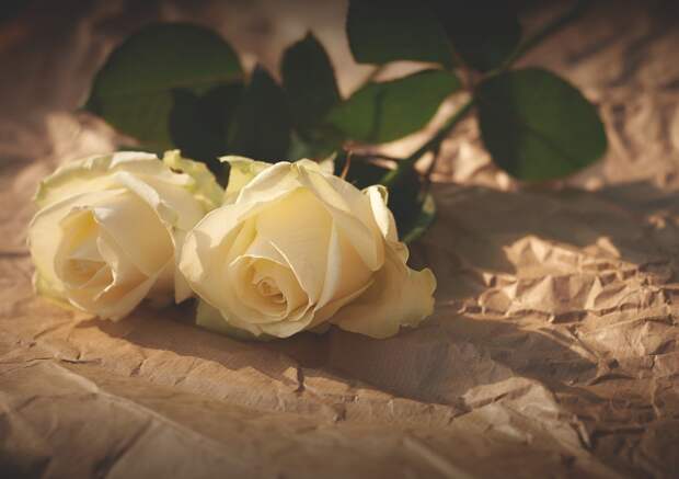 Полиция разогнала исполнявших «Белые розы» на Троекуровском кладбище фанатов Шатунова