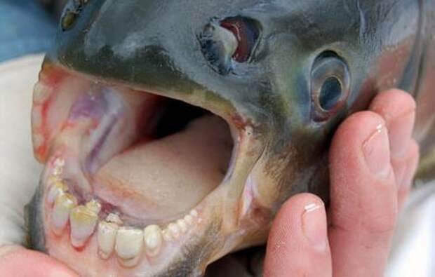 Рыба с человеческими зубами. Необычные рыбы мира — фото