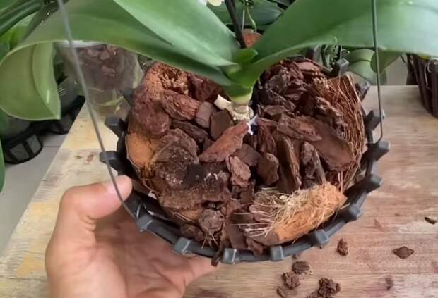 Копеечный способ спасти орхидею с загнившими корнями и листьями от гибели