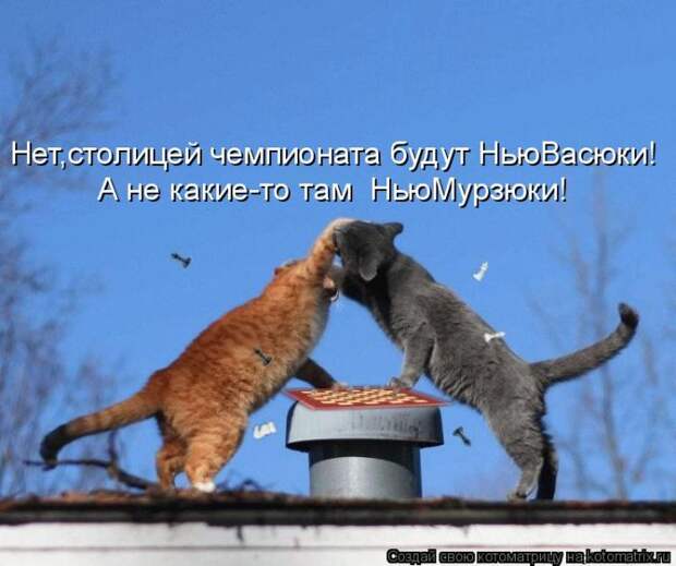 Лучшие котоматрицы недели (50 фото)