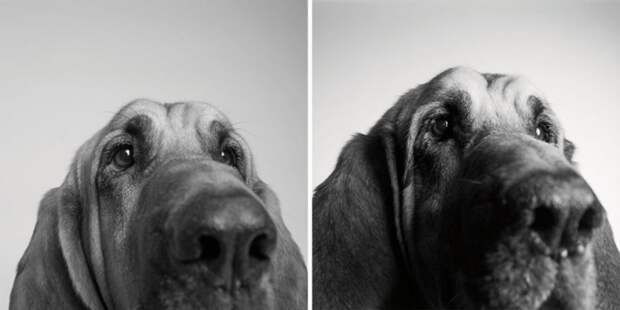 Как взрослеют собаки: 12 трогательных фотографий