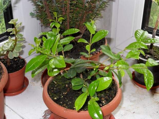 Растение будет полноценно расти и развиваться только в помещении в повышенной влажностью воздуха