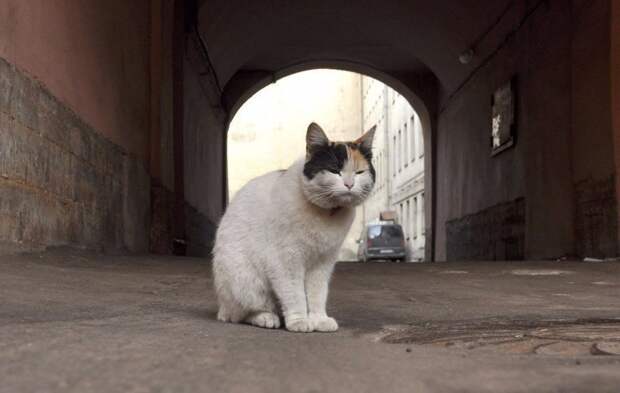Очень колоритные уличные коты бродячий кот, город, кот, кошка, улица, уличная жизнь, эстетика