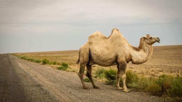 camel camel