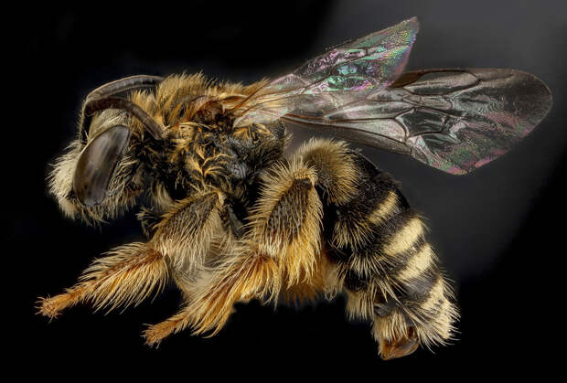 Пчела Exomalopsis analis, Доминиканская Республика