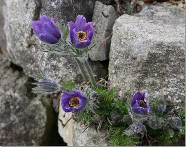 Pulsatilla1