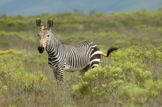 Капская горная зебра (Equus zebra zebra) фото