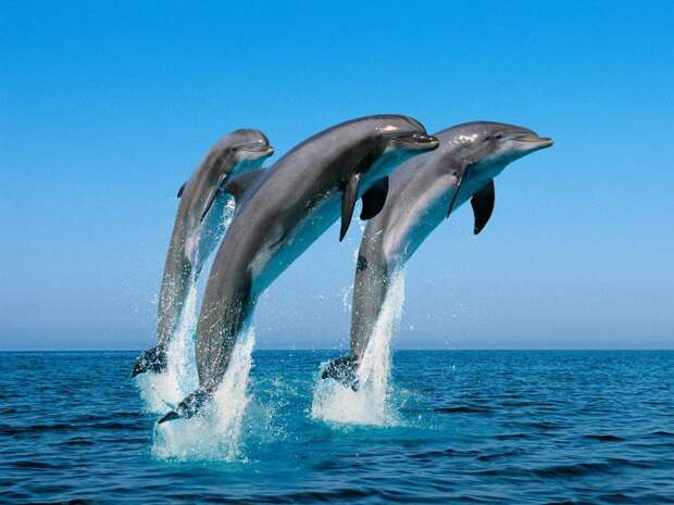 25 курьёзных фактов о дельфинах, животных, которых в Индии признали личностями