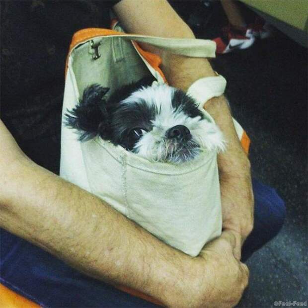 Как жители Нью-Йорка провозят животных в метро несмотря на запрет