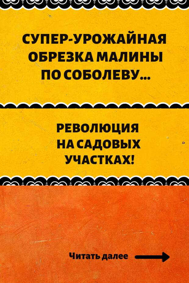 Дача и огород своими руками: Первая обрезка производится в конце мая - начале июня. Когда молодой побег вытянется на высоту 70-100 см (смотря какой сорт, высокорослый или нет), у него прищипывают верхушку (10-15 см). После этого рост вверх практически прекращается, и все жизненные силы устремляются в боковые побеги. Уже через несколько дней