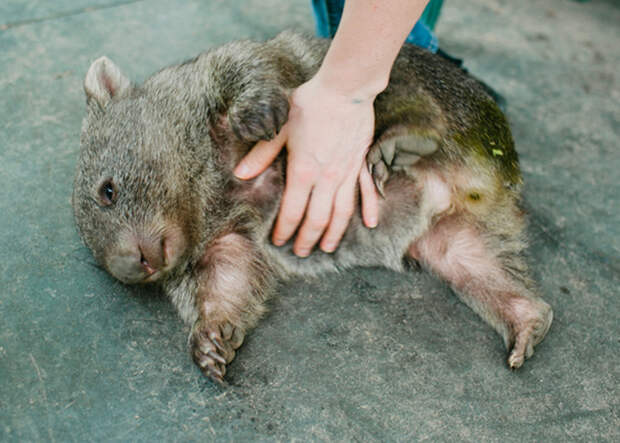 Австралийские животные, которые убивают своей милотой