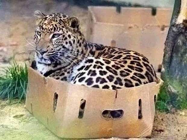 Без кота и жизнь не та