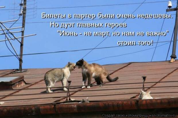 Новая котоматрица для всех (30 фото)