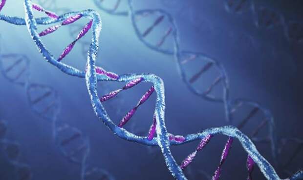 ДНК человека, cамые интересные факты о человеке
