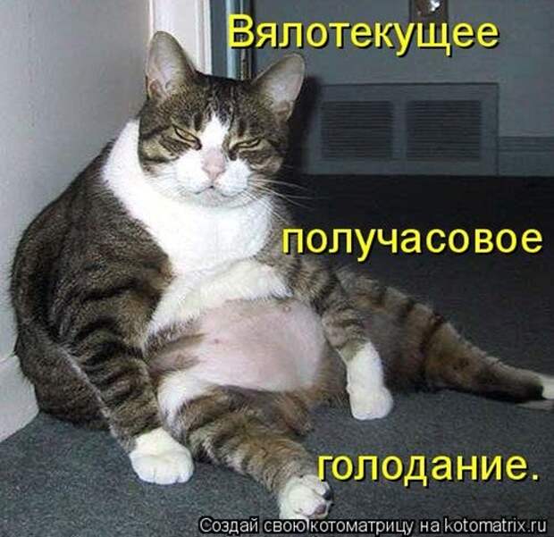 1452279940_kotomatricy-15
