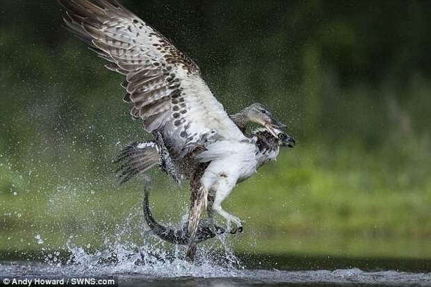 Неожиданно на озере развернулся экшн! Дикая утка начала атаковать птицу, так, что пойманный обед скопы упал обратно в воду дикая природа, животные, природа, птицы, схватка, удачный момент, утка, фото
