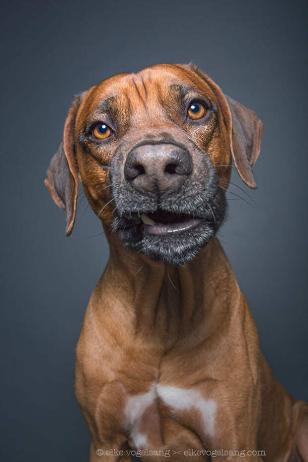 dogs-questioning-the-photographers-sanity-7__605