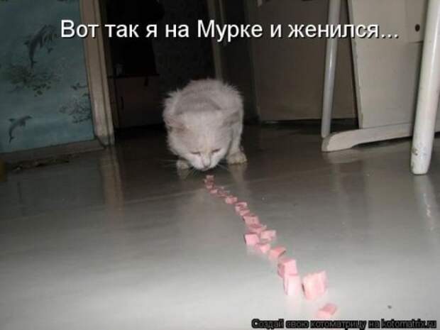 Веселая котоматрица за неделю (28 шт)