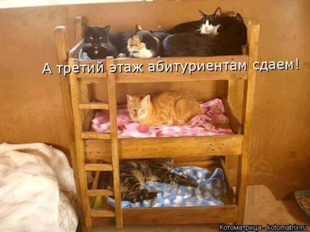 Новая котоматрица на Бугаге (33 фото)