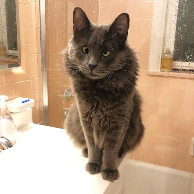 Без кота и жизнь не та