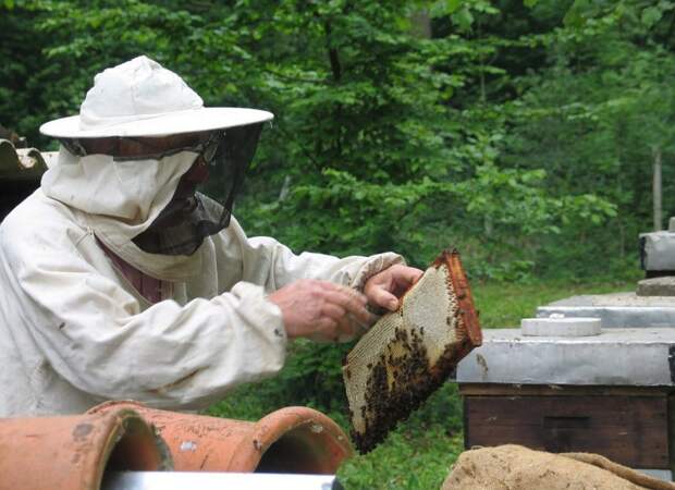 Промышленных пчелок начнут выращивать в Приморье 
