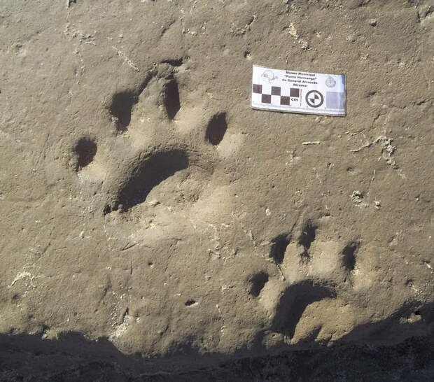 Not your everyday beach find.