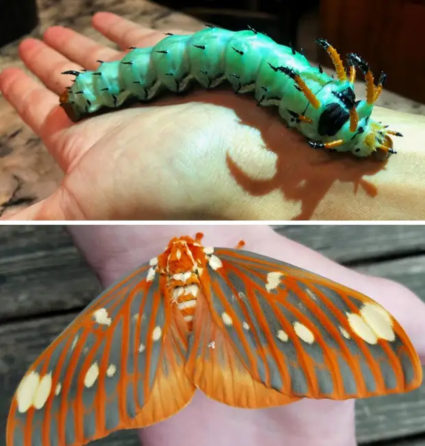 Диковинные насекомые, которых природа наделила инопланетной внешностью