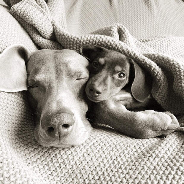 bffdogs13 Как животные становятся звездами интернета