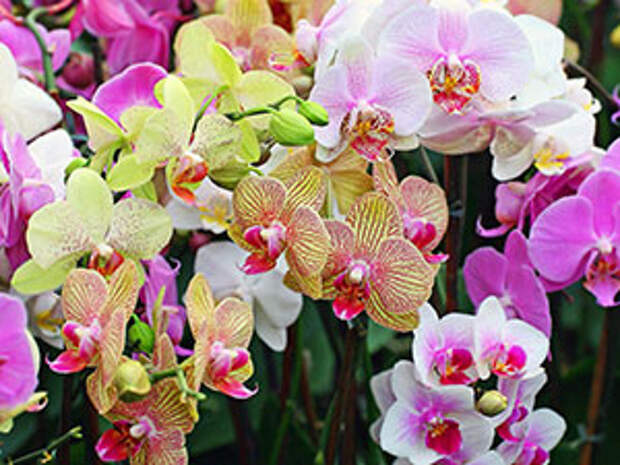 Орхидея фаленопсис – уход в домашних условиях