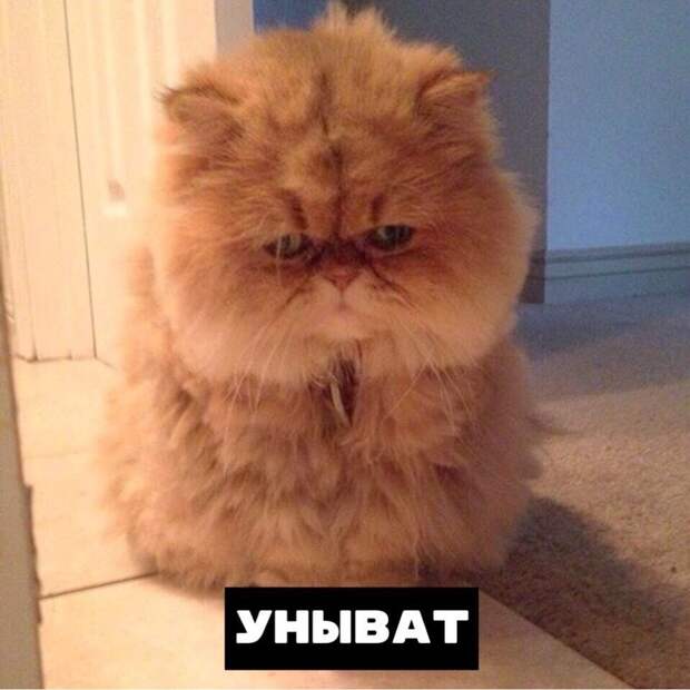 Кот умеет все 4