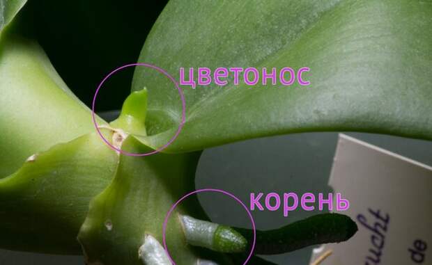 Как отличить корень от цветоноса у орхидеи?
