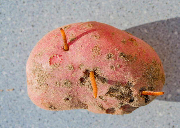 Объект первого выбора проволочника - картофель