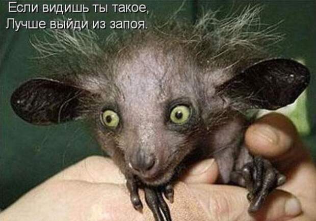 Лучшие котоматрицы от 13.08.11