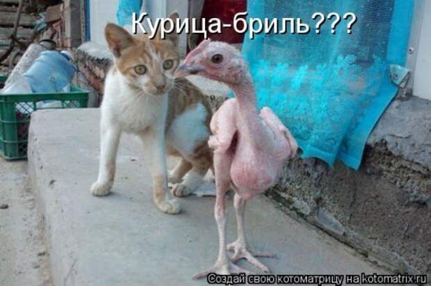 Лучшая котоматрица недели (16 фото)