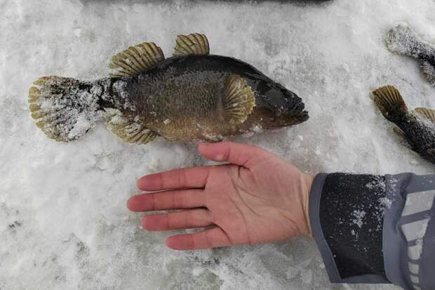 Ихтиологи в шоке: в озере под Новосибирском выловили ротана-гиганта