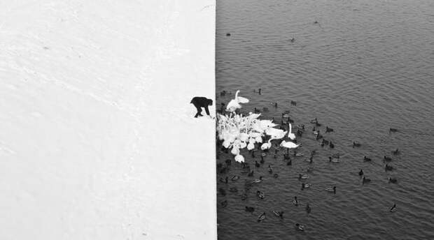 Фото животных зимой - лебеди