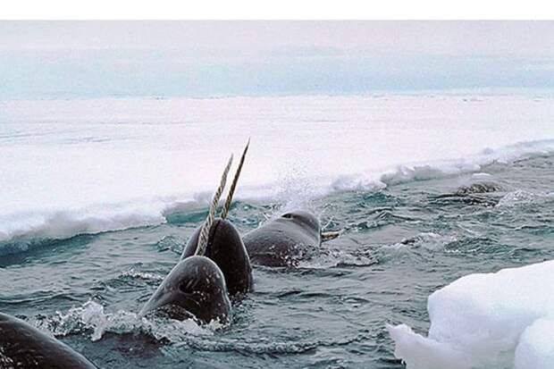 Ученые выяснили, для чего «арктическому единорогу» нужен рог