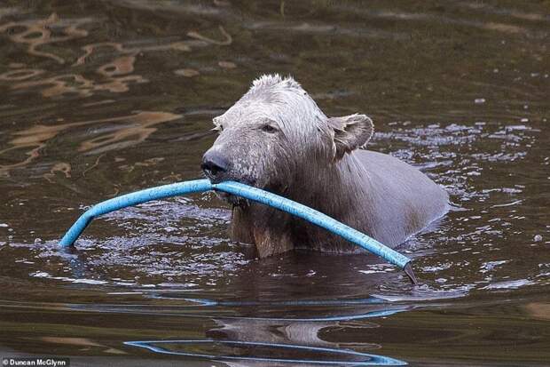 Хэмиш живет в парке дикой природы Highland Wildlife Park в Шотландии, где животных держат в прекрасных условиях и просторных вольерах. белые медведи, видео, животные, звери, медвежонок, мило, природа, фото