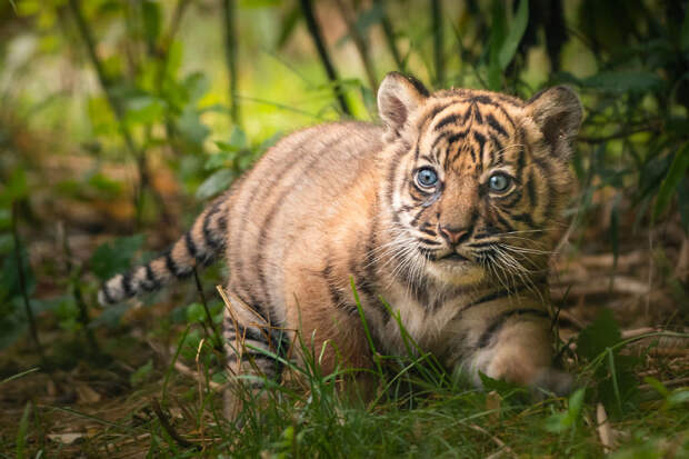 Poland Zoo Tiger